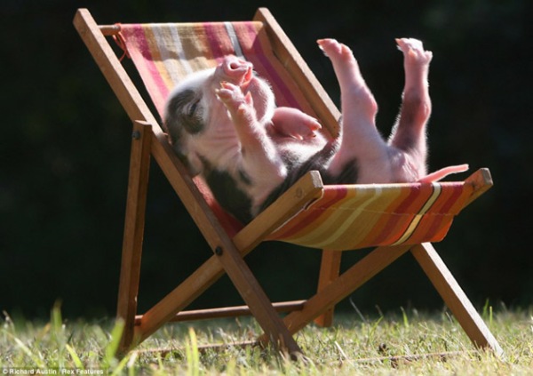 35-Cute-Miniature-Pig-Pictures-18